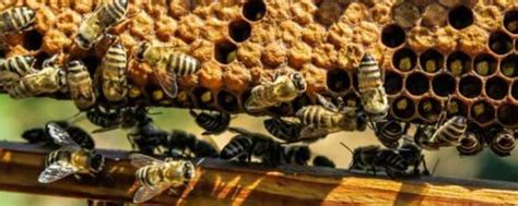 蜜蜂入屋 預兆 亞洲人是誰的後代